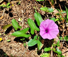 Ipomoea setifera