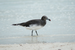 Ichthyaetus hemprichii