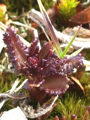 Pedicularis lapponica
