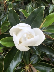 Magnolia grandiflora