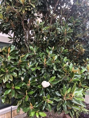 Magnolia grandiflora