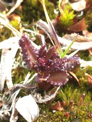 Pedicularis lapponica
