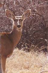 Odocoileus hemionus