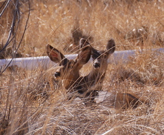 Odocoileus hemionus
