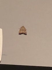 Parachma ochracealis