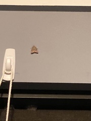 Parachma ochracealis