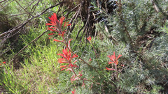 Castilleja subinclusa subinclusa