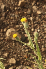 Senecio asperulus