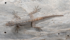 Pristurus obsti