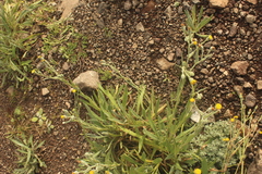 Senecio asperulus