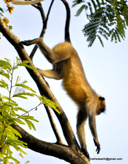 Semnopithecus hypoleucos