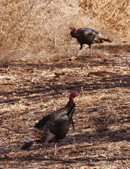 Meleagris gallopavo