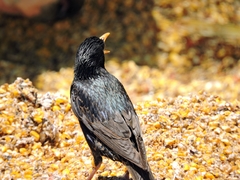 Sturnus vulgaris