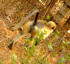 Semnopithecus hypoleucos