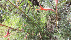 Castilleja subinclusa subinclusa