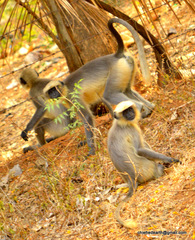Semnopithecus hypoleucos