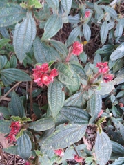 Miconia pubistyla