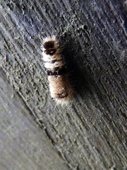 Miltochrista arcuata