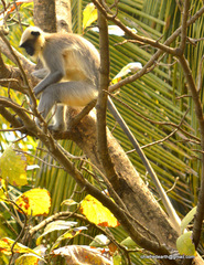 Semnopithecus hypoleucos