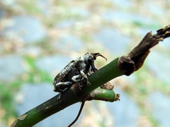 Gasterocercus onizo