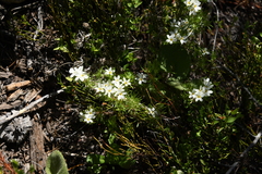 Leptosiphon nuttallii