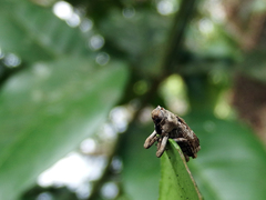 Gasterocercus onizo