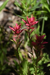 Castilleja miniata miniata