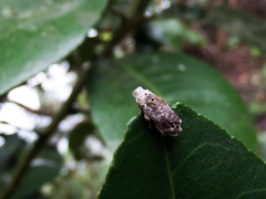 Gasterocercus onizo