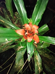 Nidularium amazonicum