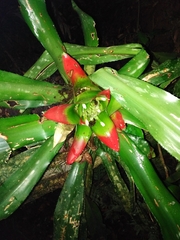 Nidularium innocentii