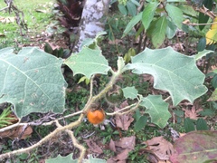 Solanum quitoense image