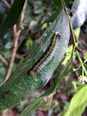 Appias indra aristoxemus