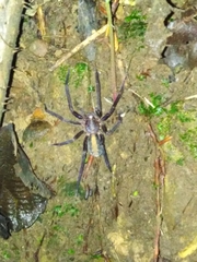 Guasuctenus longipes