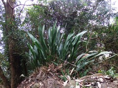 Aspidistra attenuata