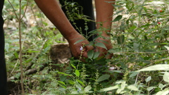 Capsicum annuum glabriusculum