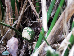 Aspidistra attenuata