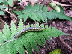 Appias indra aristoxemus