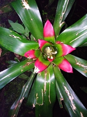 Nidularium innocentii