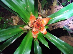 Nidularium amazonicum