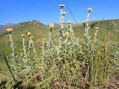 Helichrysum umbraculigerum