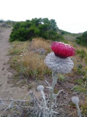 Cirsium occidentale occidentale