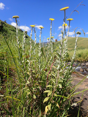 Helichrysum umbraculigerum