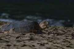Eretmochelys imbricata