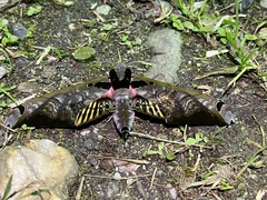 Adhemarius sexoculata