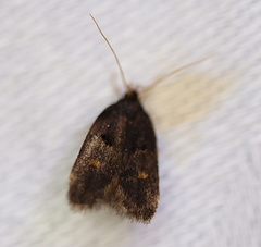 Cophomantella lychnocentra