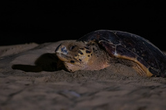 Eretmochelys imbricata