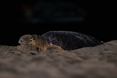 Eretmochelys imbricata