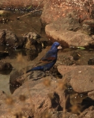 Passerina caerulea