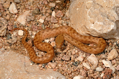 Ditypophis vivax