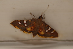 Prophantis